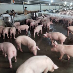 ảnh hưởng của mùi hôi chuồng trại