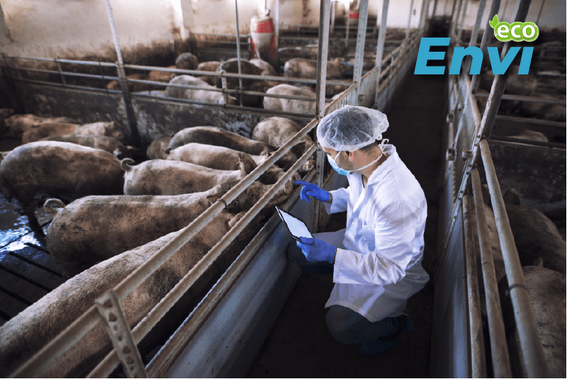 mùi hôi chuồng trại