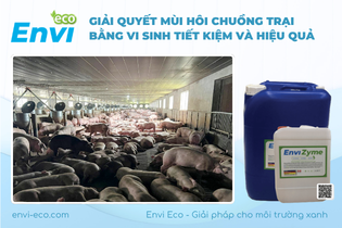 Giải quyết mùi hôi chuồng trại chăn nuôi