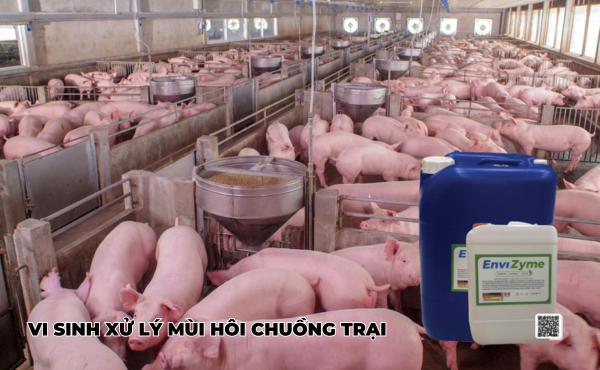 vi sinh xử lý mùi hôi chuồng trại